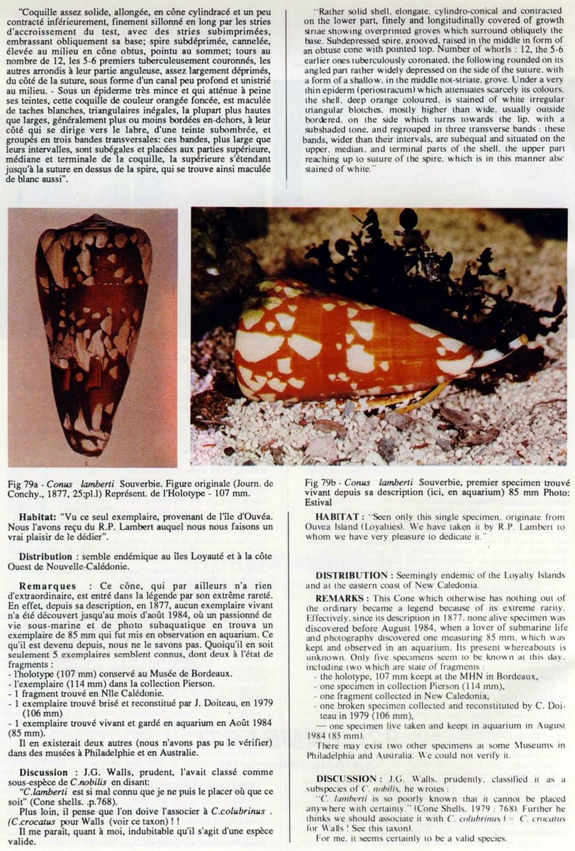 Conus lamberti, Souverbie 1877